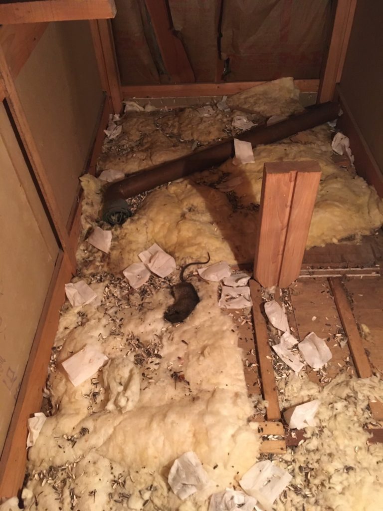 天井裏のネズミ被害