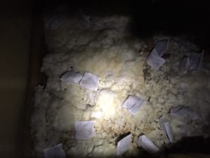 天井裏のネズミ被害